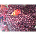 china red onion fresh onions round onion price onion gansu origin